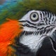 Macro Beautiful Macaw Parrot Bird Eye Close Up, Tropical Nature Color Wildlife - VideoHive Item for Sale
