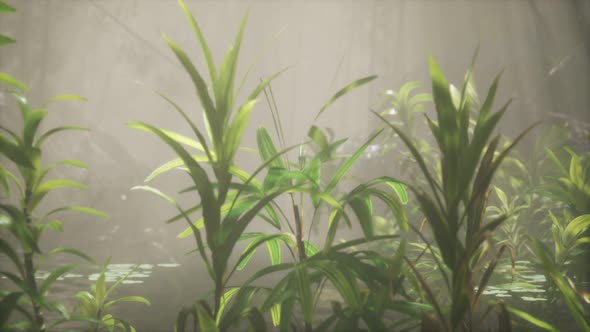 Sun Shining Through Trees and Fog in a Tropical River alt