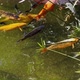 Colorful Fishes In A Green Water Pool 2 - VideoHive Item for Sale