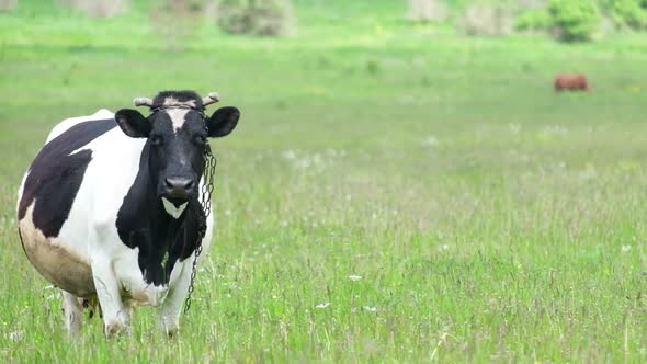 Black and white cow grazing on summer pastures. alt