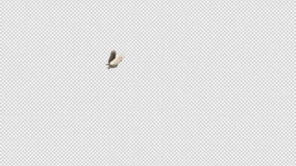 Horned Owl - Sole Flying Around - Transparent Loop