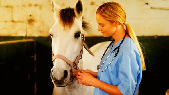 Vet looking over horse in stable 4k alt