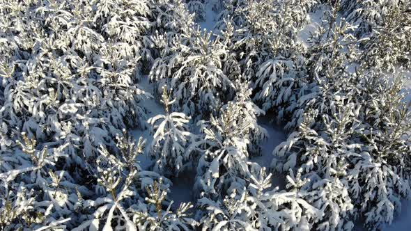 7 Young Fir Trees Under The Snow