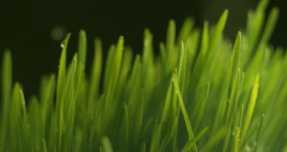 Water dripping onto grass in super slow motion.  Shot on Phantom Flex 4K high speed camera.