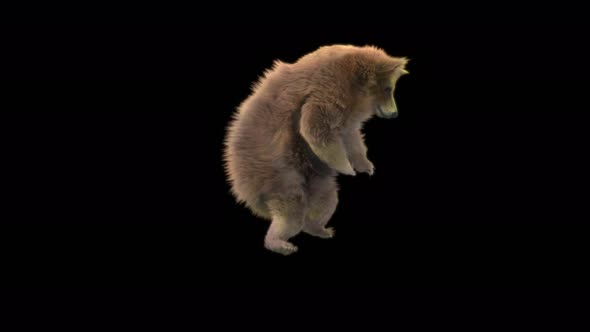 150 Bear Dancing 4K alt