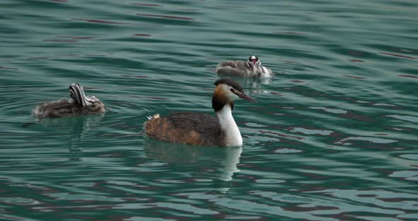 Great crested grebe with juveniles, (Podiceps cristatus), lake of Annecy, France alt