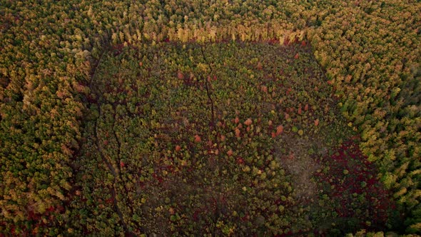 Aerial Drone View of Forest Destroyed in Europe Forest at Sunset During Autumn alt