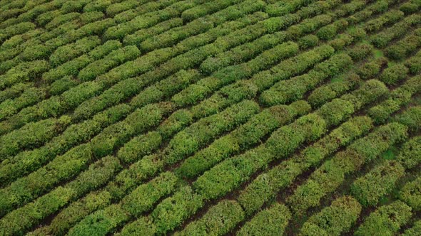 Aerial View of Fresh Green Tea Terrace Farm on the Hill at China alt