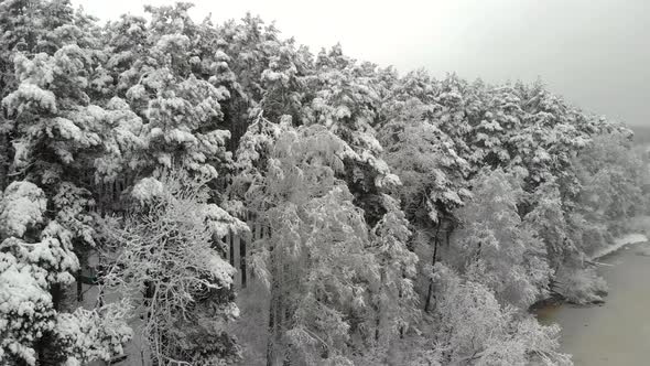 White Flakes of Snow Lie on the Branches of Trees After a Snowstorm on a Cloudy Winter Day alt