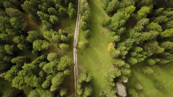 Top shot of a natural path next to a fir trees forest. aerial drone. swiss alps alt