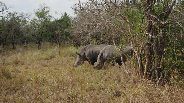 African Wild Rhinos Grazing Among The Bushes In The Reserve alt