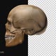 Skull Rotate 360 - VideoHive Item for Sale