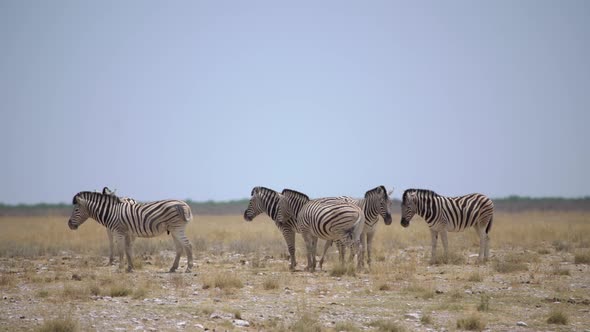 Zebra in the Wild