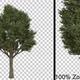 Big Breezy Tree - Alpha Channel - Full Hd - VideoHive Item for Sale