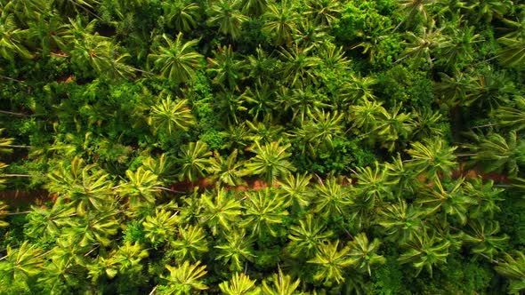 4K Aerial view drone fly over coconut trees, Green and yellow treetops. alt