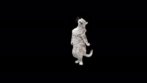 White Tiger Dancing 4K alt