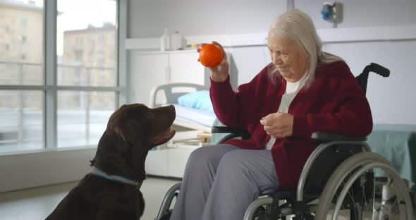 Disabled Old Lady in Wheelchair Holding Ball Playing with Dog in Nursing Home alt
