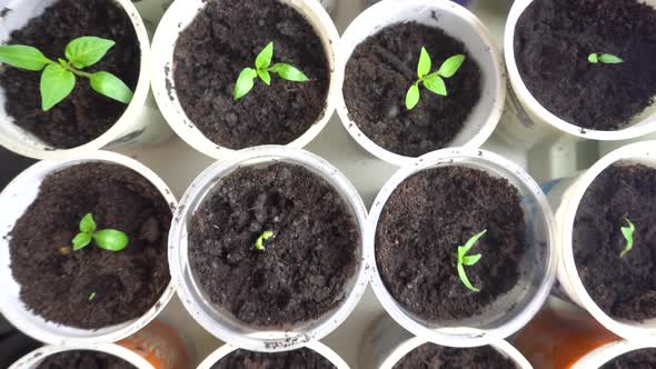 Pan Across Rows of Young Plants in Nursery Young Green Plant Seedlings Ready for Planting in Garden alt
