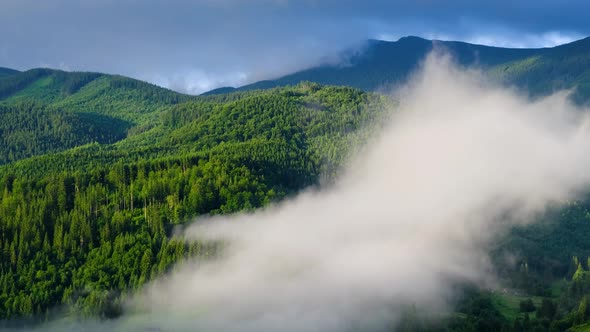 Foggy Forest in The Mountains