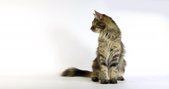 902872 Brown Tortie Blotched Tabby Maine Coon, Domestic Cat, Female sitting against White Background alt