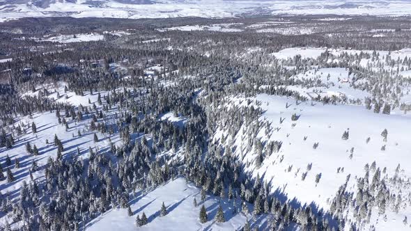 Flying Over the Top of Evergreen Forest alt
