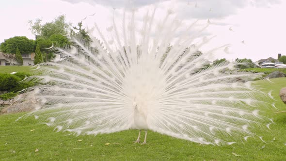 Wild Animals White Peacock Shaking