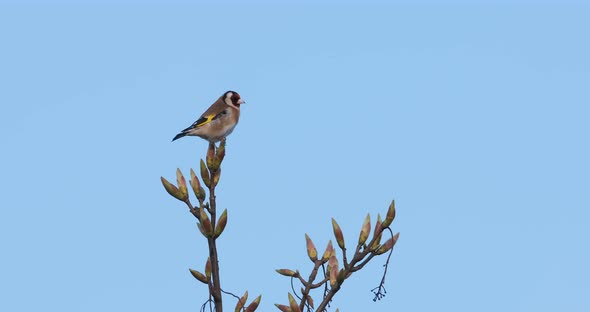 Goldfinch Small Song Bird On Spring But Tree Blue Sky Slow Motion