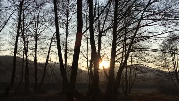 Walking on a forest road, early spring season, with beautiful light coming from sunset alt