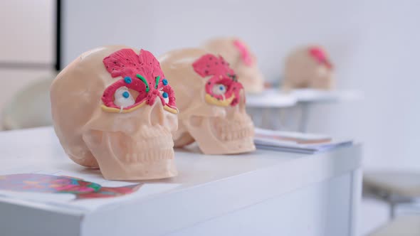 Human Skulls to Study the Anatomy of Facial Muscles