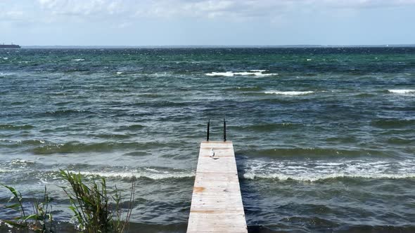 seagul on the board walk alt