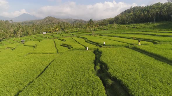 Rice Terraces and Agricultural Land in Indonesia alt
