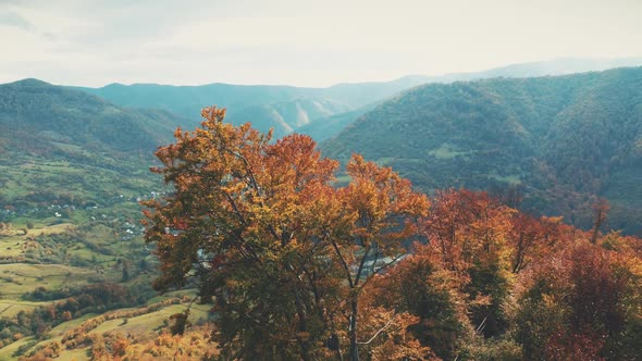 Brown Tree on Hilltop Against Pictorial Town with Blue River alt