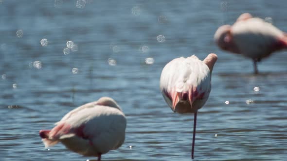 flamingo bird nature wildlife reserve carmargue lagoon alt