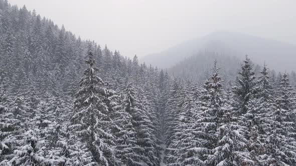 Winter Forest Snow Carpathian Pine Trees Landscape Aerial  Drone Video