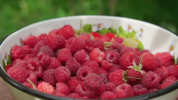 Raspberries Slowly Fall Into Bowl During Harvest