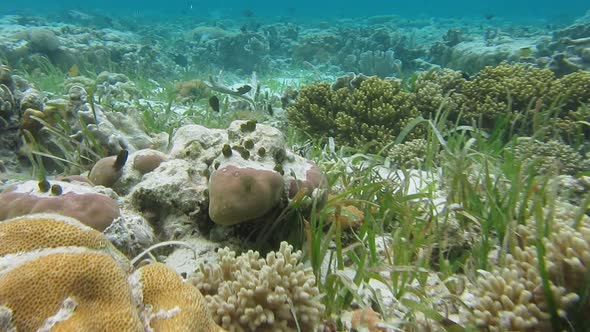 Shallow Water of the Lagoon with Many Tropical Fishes in Raja Ampat Indonesia alt