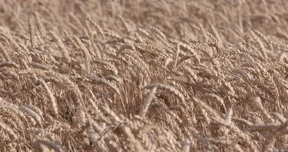 Field Of Yellow Ripe Ears Of Wheat alt