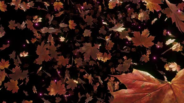 Maple Leaves Fall 04 HD