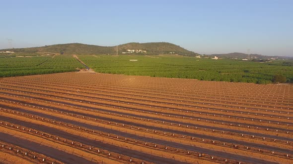 Fields of Orange Seedlings alt