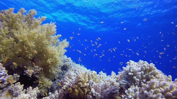 Underwater Tropical Reef Seascape alt