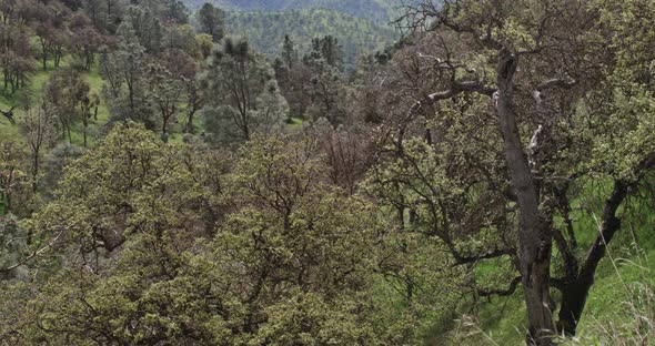This shot from Bakersfield California, pans up from the trees to a wide shot of a mountain alt