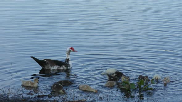 Muscovy Duck with Its Ducklings in A Pond