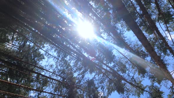 Vertical Video of a Forest with Pine Trees on a Summer Day alt