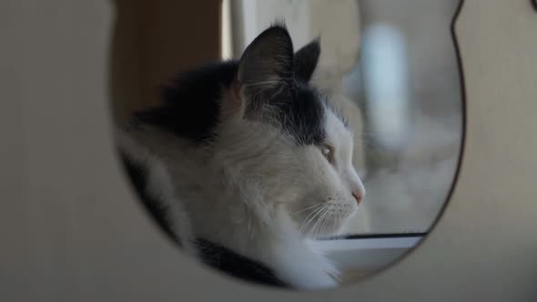 Black White Cat Sitting in a House with Legs in the Shape of a Cat