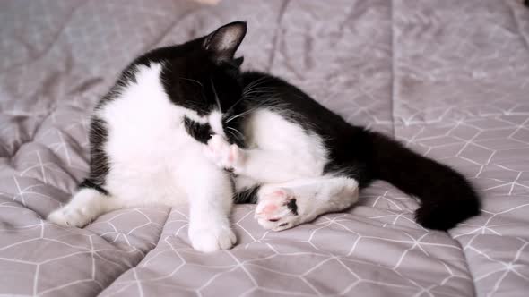 Black and White Domestic Cat Washes Its Paws with Its Tongue While Lying on Bed