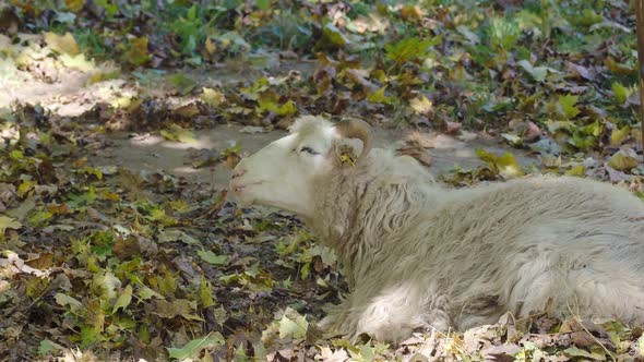 Ovis aries, domestic sheep - Wallachian lying on the ground and resting, profile view, curved horns.