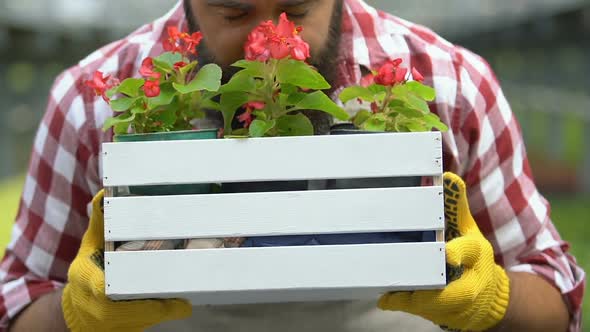 Happy Hothouse Worker Holding Flower Plants in Wooden Box, Countryside Work