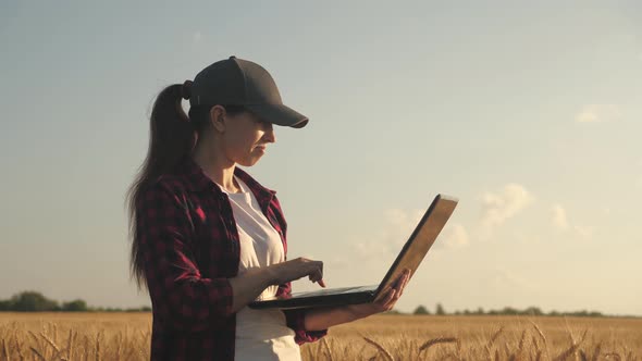 A Woman Businessman with a Laptop in Her Hands Works in a Wheat Field, Communicates and Checks the alt