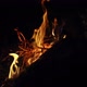 Camp Fire - VideoHive Item for Sale