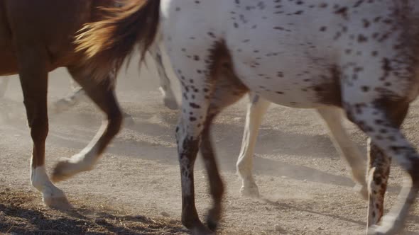 Appaloosa Horses Trotting alt